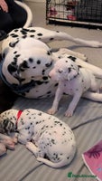 Dalmatian dogs Dalmatian puppies KC registered ready 17th Dec - Advert 1