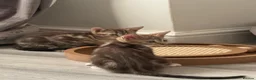 Mixed Breed cats for sale: Beautiful Tabby Kittens - Advert 9