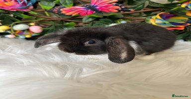 Mini Lop rabbits - Advert 10