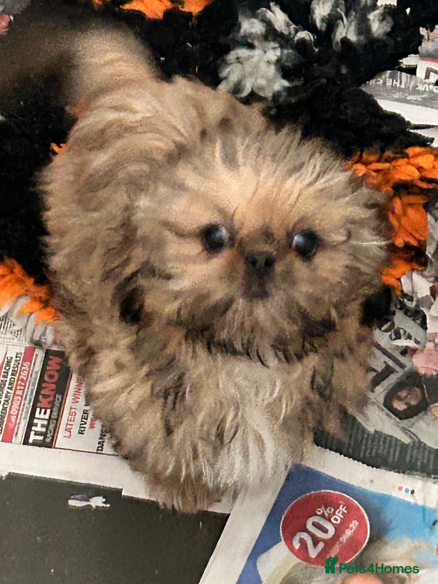 Shih Tzu dogs Last stunning girl Shih Tzu  - Advert 1