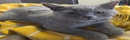 Brazilian Shorthair cats for sale: Beautiful British Champion Shorthair Kittens - Advert 4