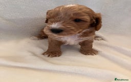 Cockapoo dogs for sale: F1 Cockapoo puppies, KC parents, health tested! - Image 8