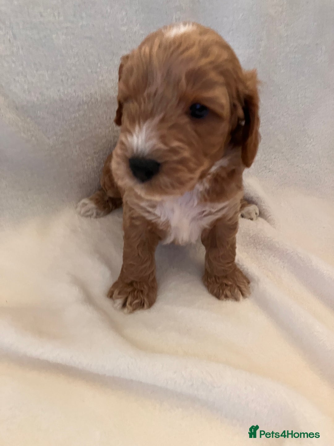 Cockapoo dogs for sale: F1 Cockapoo puppies, KC parents, health tested! - Image 8