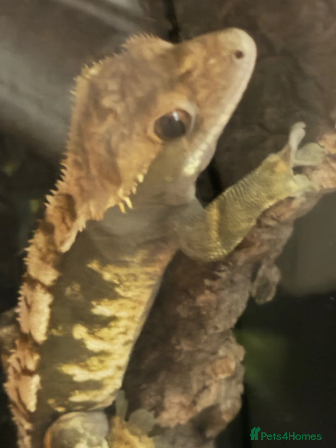 Gecko reptiles for sale: Crested Gecko in Wakefield - Advert 6