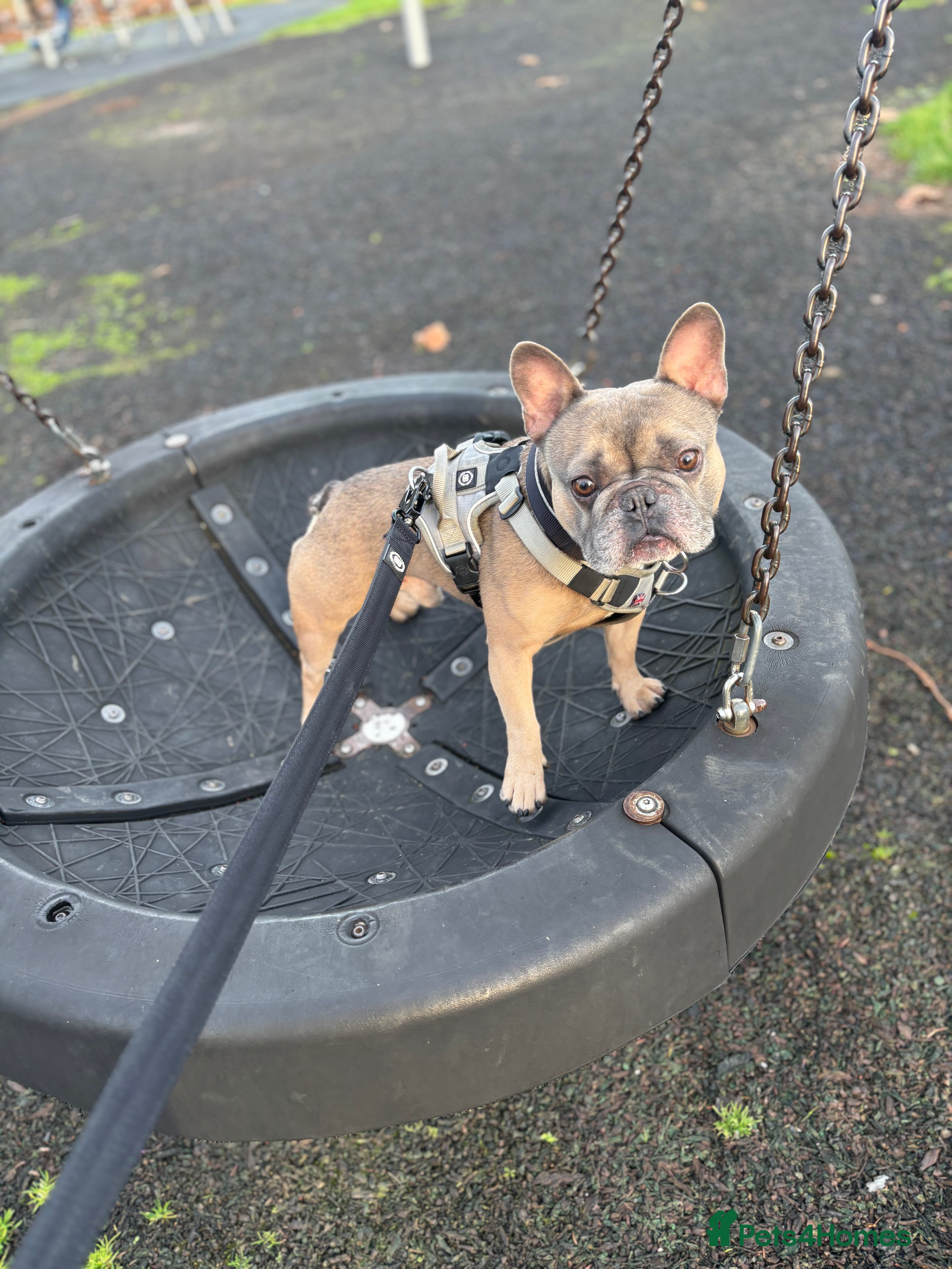 French Bulldog dogs Rocco- 4yr old French bulldog male  - Advert 13