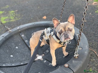 French Bulldog dogs Rocco- 4yr old French bulldog male - Advert 13