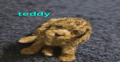 Cockapoo dogs - Advert 6