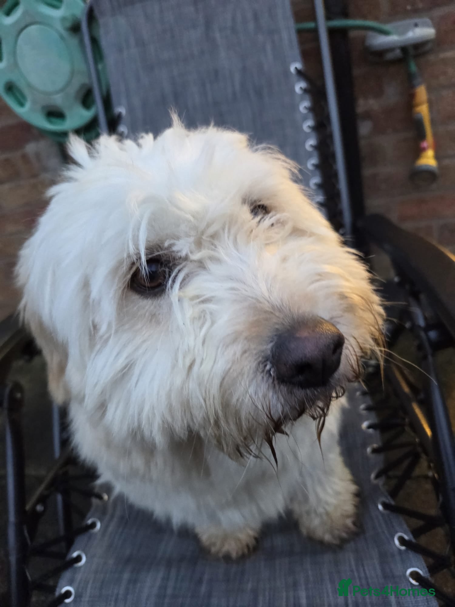 Mixed Breed dogs Rescued Moni - 2.5yo Adorable Terrier Mix - Advert 5