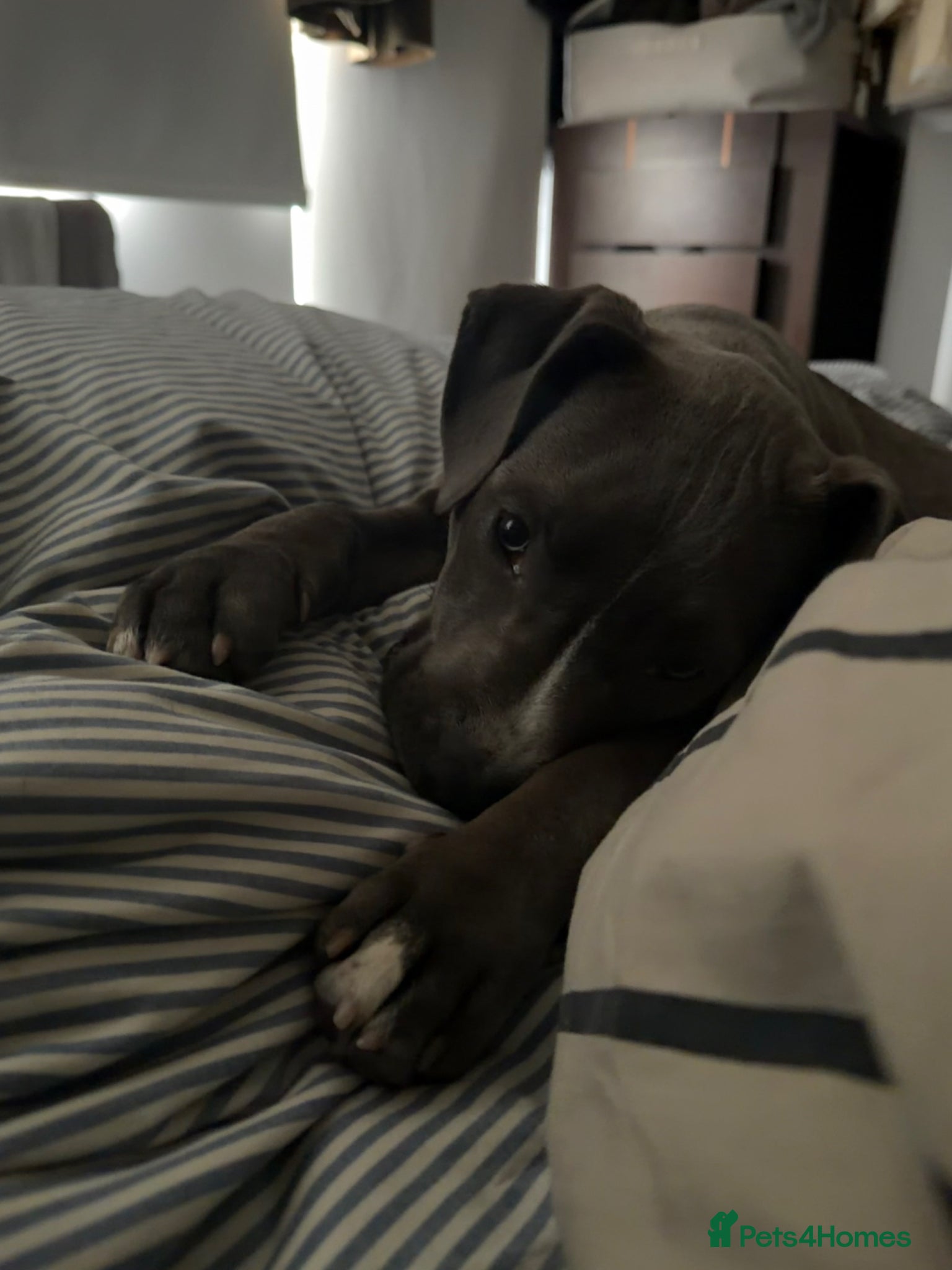 American Bull Staffy dogs Uma - staffy mix - Advert 1
