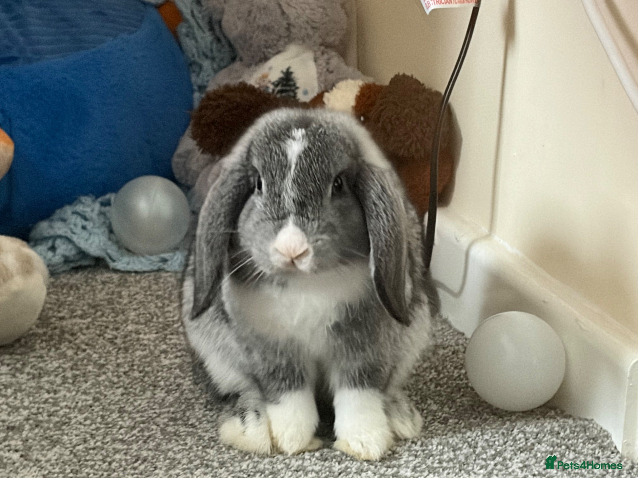 English Lop rabbits Baby girl lop  - Advert 4