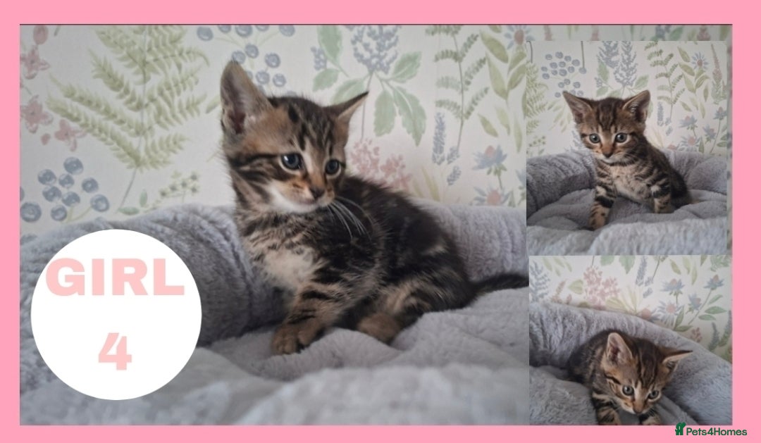 Mixed Breed cats 4 kittens left!  - Advert 4