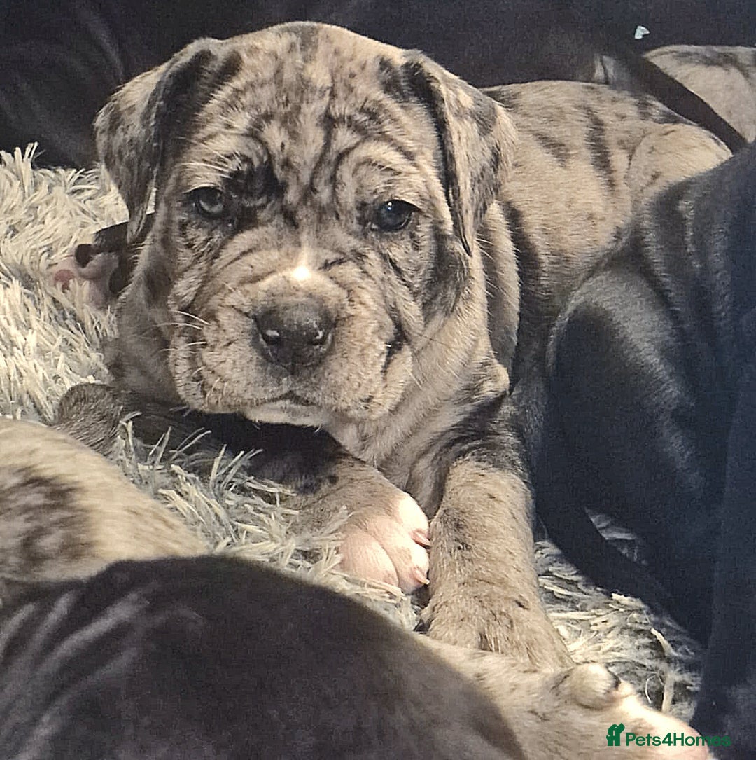 Cane Corso dogs for stud: Stud  - Advert 14