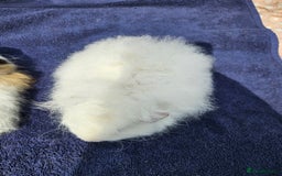 Guinea Pig rodents for sale: 3 young male guinea pigs available - Image 8