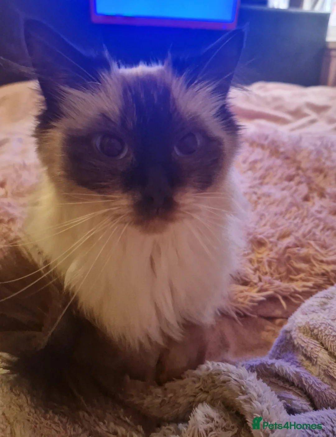 Ragdoll cats for sale: 2 bonded Ragdolls girls  - Advert 2