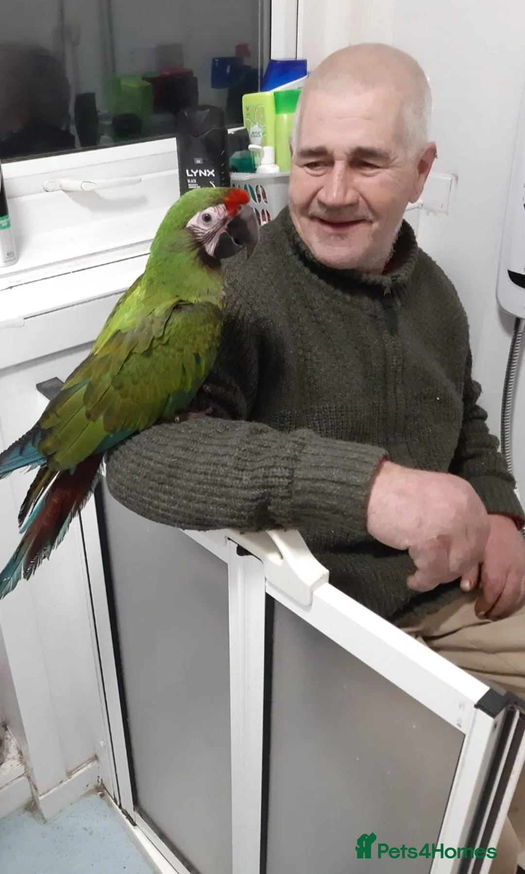 Macaws birds for sale: Military Macaw - Advert 2