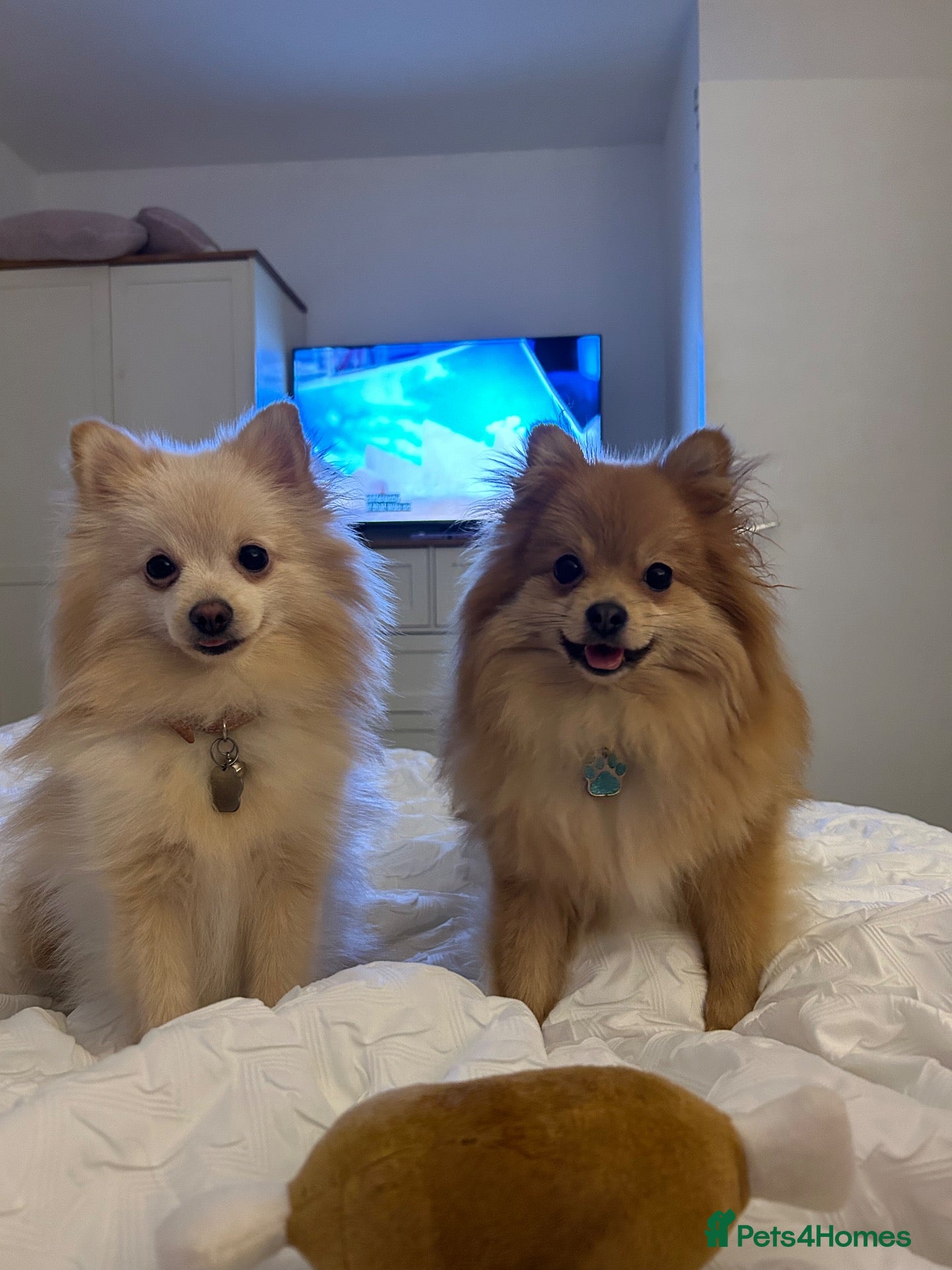 Pomeranian dogs Two miniature Pomeranian's  - Advert 1
