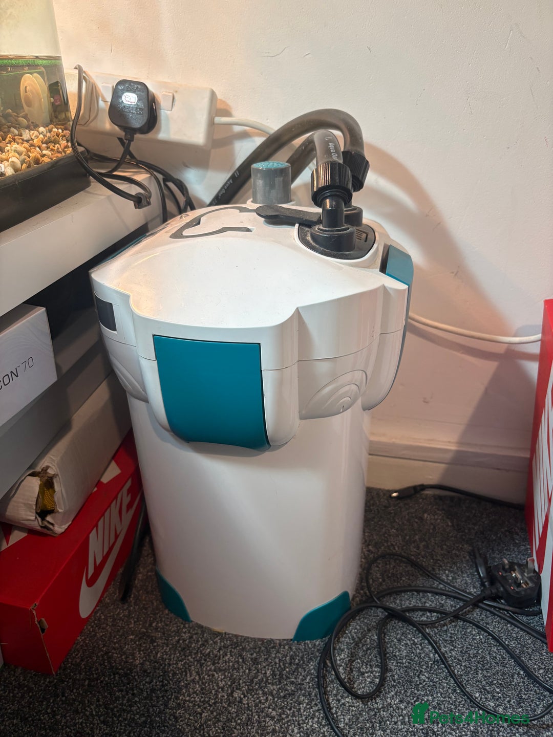 Turtle reptiles for sale: Musk turtle and terrapin plus tank and filter - Advert 8