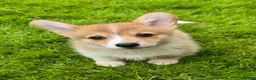 Welsh Corgi Pembroke dogs for sale: Pembroke Corgi Puppies - Ready Now - Advert 3