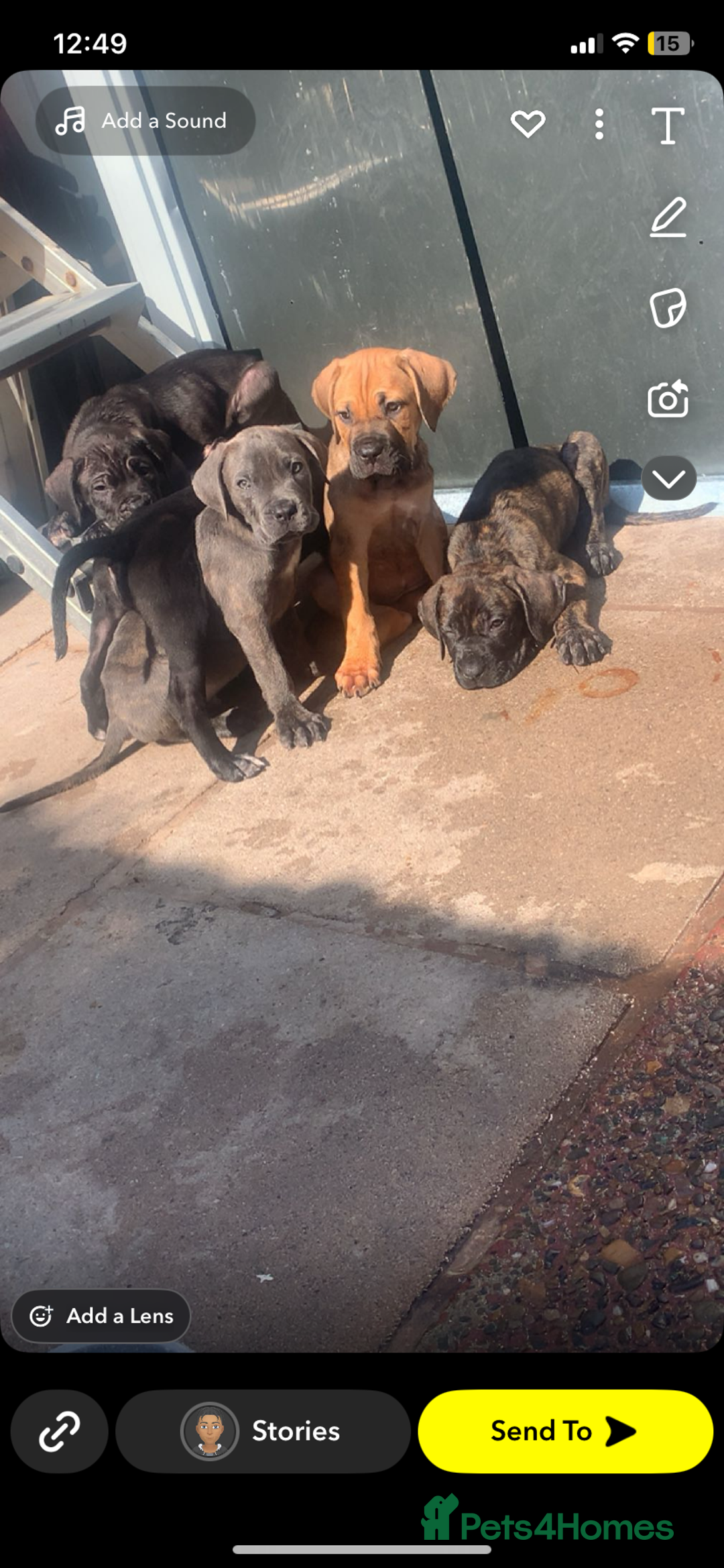 Cane Corso dogs for sale: 5 beautiful cane corso puppies nearly ready to go  - Image 17