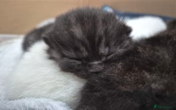 British Shorthair cats for sale: Beautiful Tortoiseshell and White pure BSH - Image 8