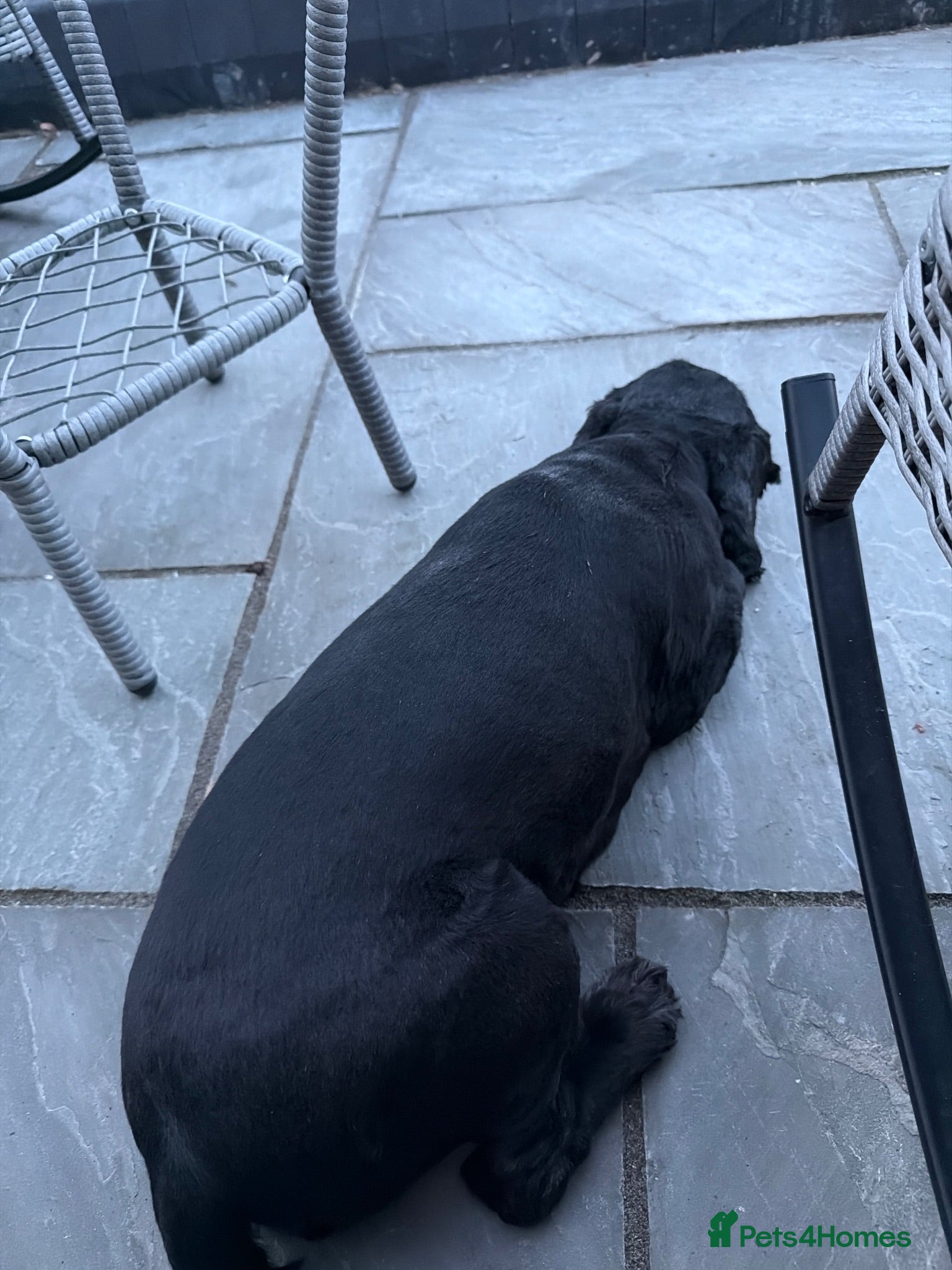Mixed Breed dogs Lilly all legs - Advert 2