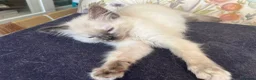 Ragdoll cats for sale: Gorgeous Ragdoll Kittens - Advert 10
