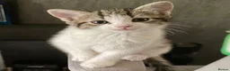 Mixed Breed cats for sale:  Beautiful kittens looking for loving homes  - Advert 8