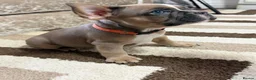 French Bulldog dogs for sale: 🌟Last 4 Exceptional French Bulldogs- Ready Now!🐾 - Advert 31