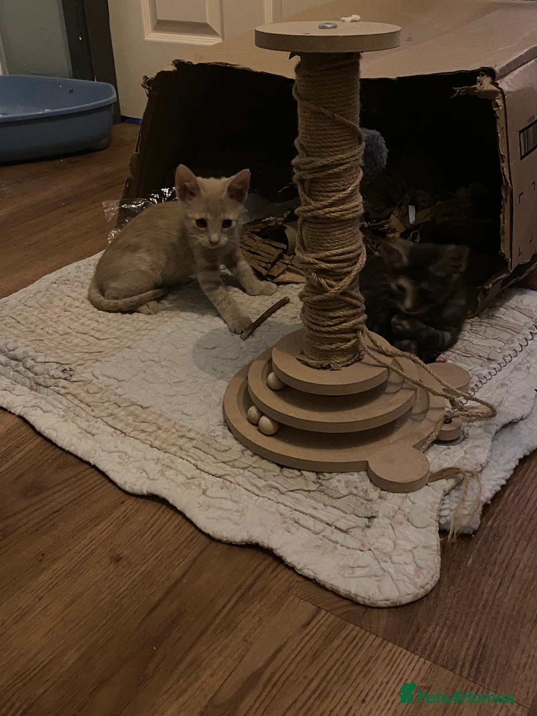 Mixed Breed cats for sale: Last little boy looking for forever home - Advert 5