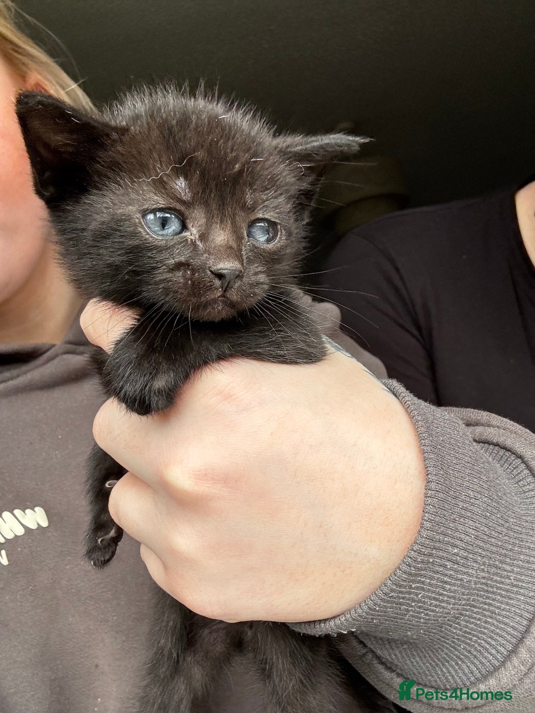 Mixed Breed cats for sale: Beautiful cross mixed breed bengal/tabby kittens  - Image 14