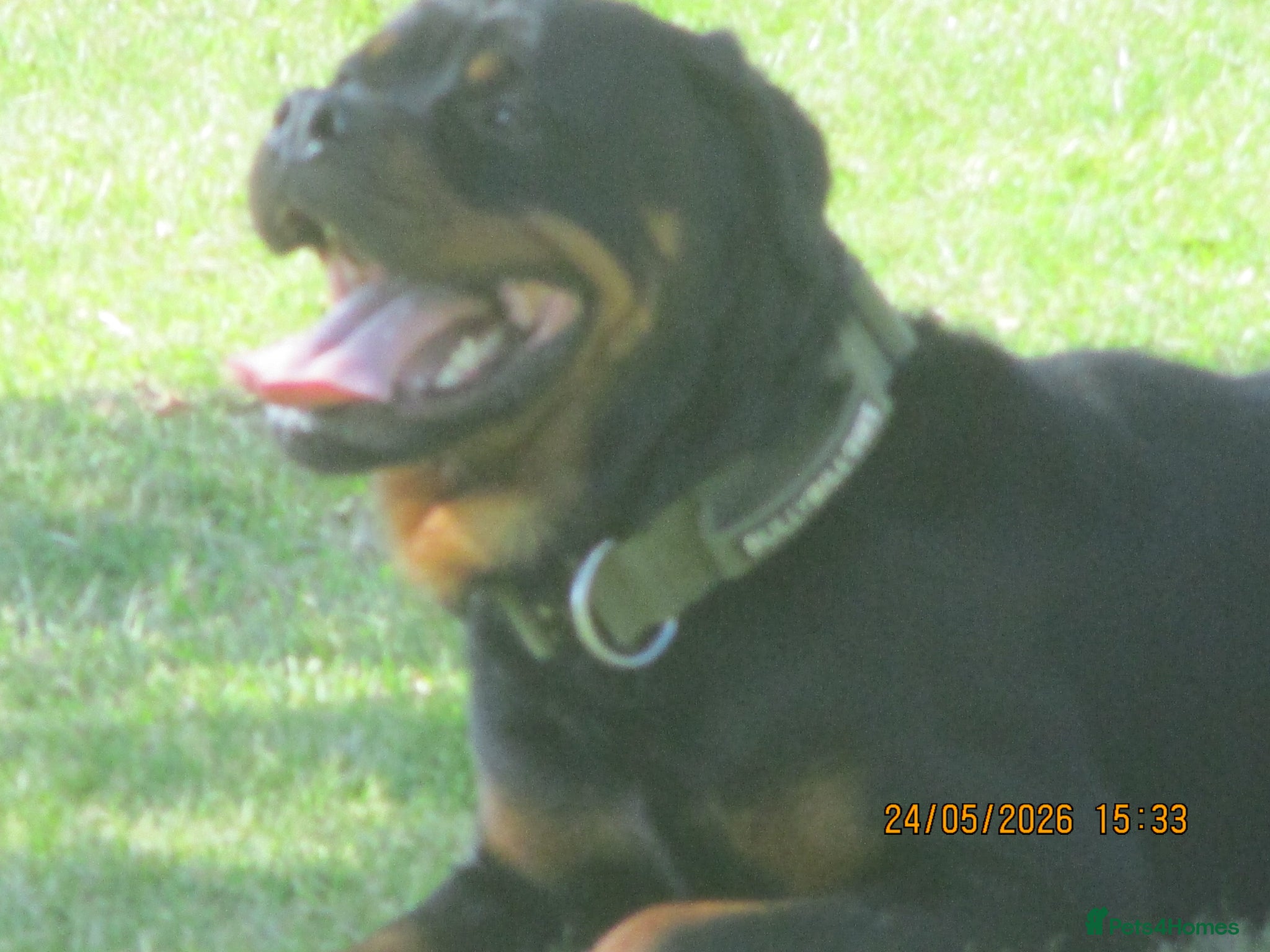 Rottweiler dogs kc reg young male - Advert 1