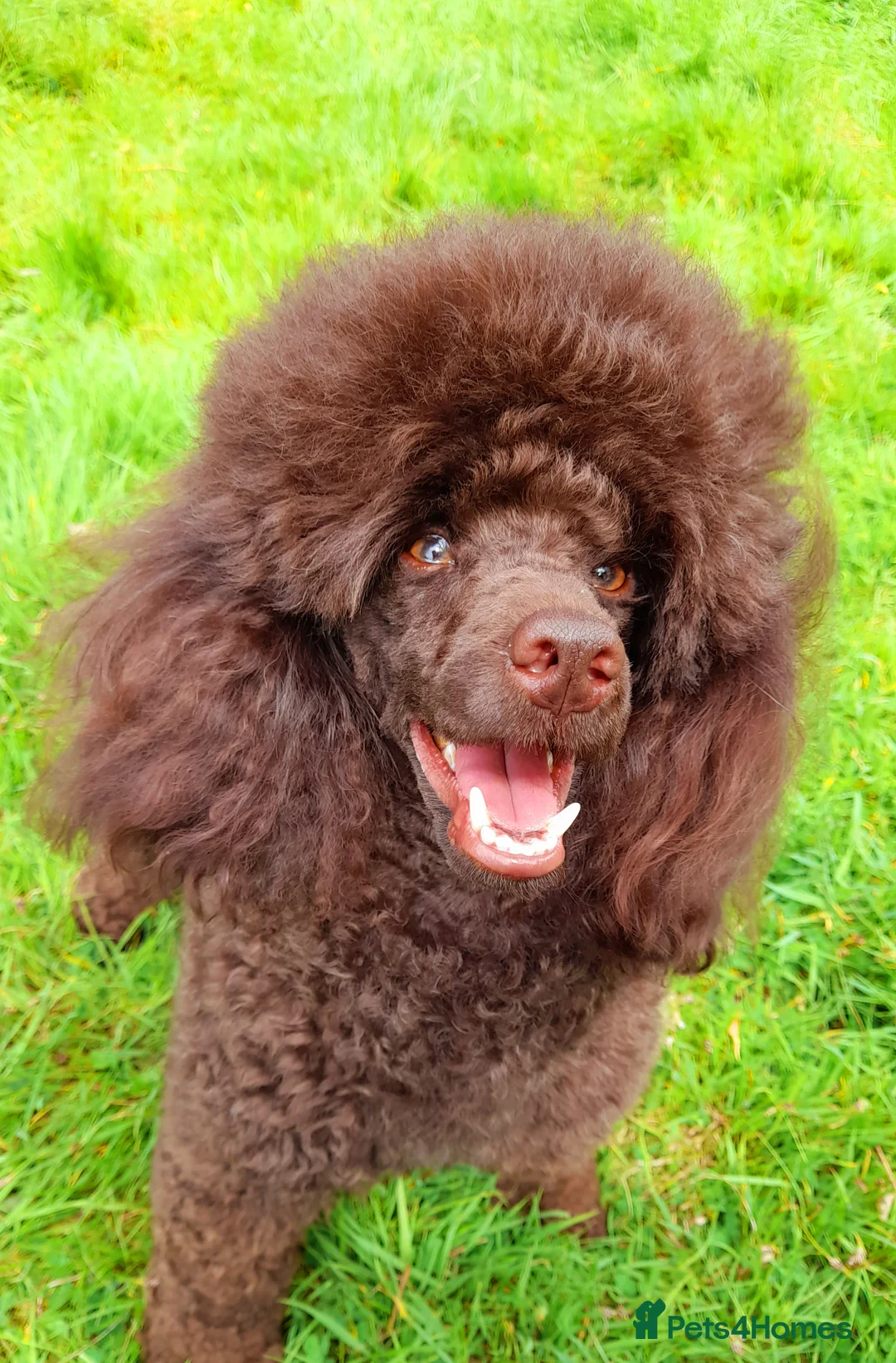 Miniature Poodle dogs for stud: Imported Brown Miniature Poodle & Cavalier Studs in Sutton Coldfield - Advert 9