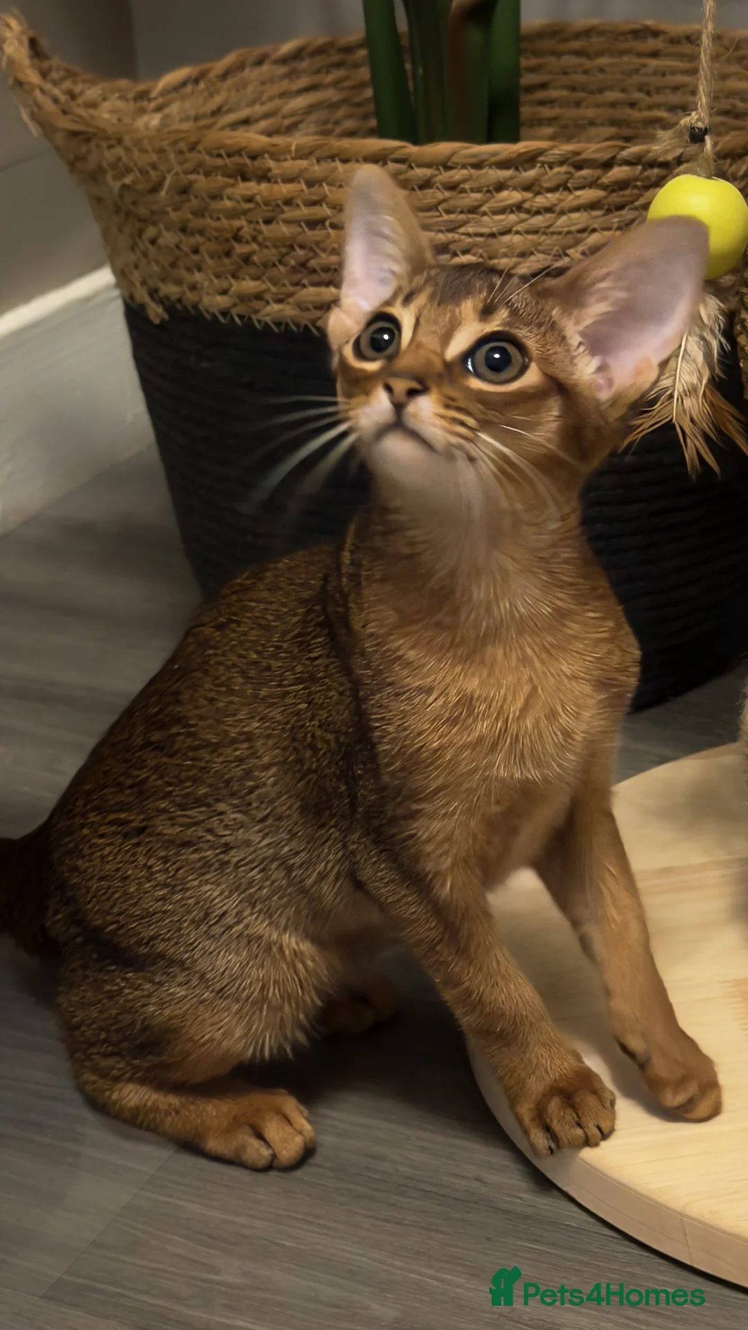 Abyssinian cats for sale: Champion Line Pedigree Abyssinian Kittens  - Advert 17
