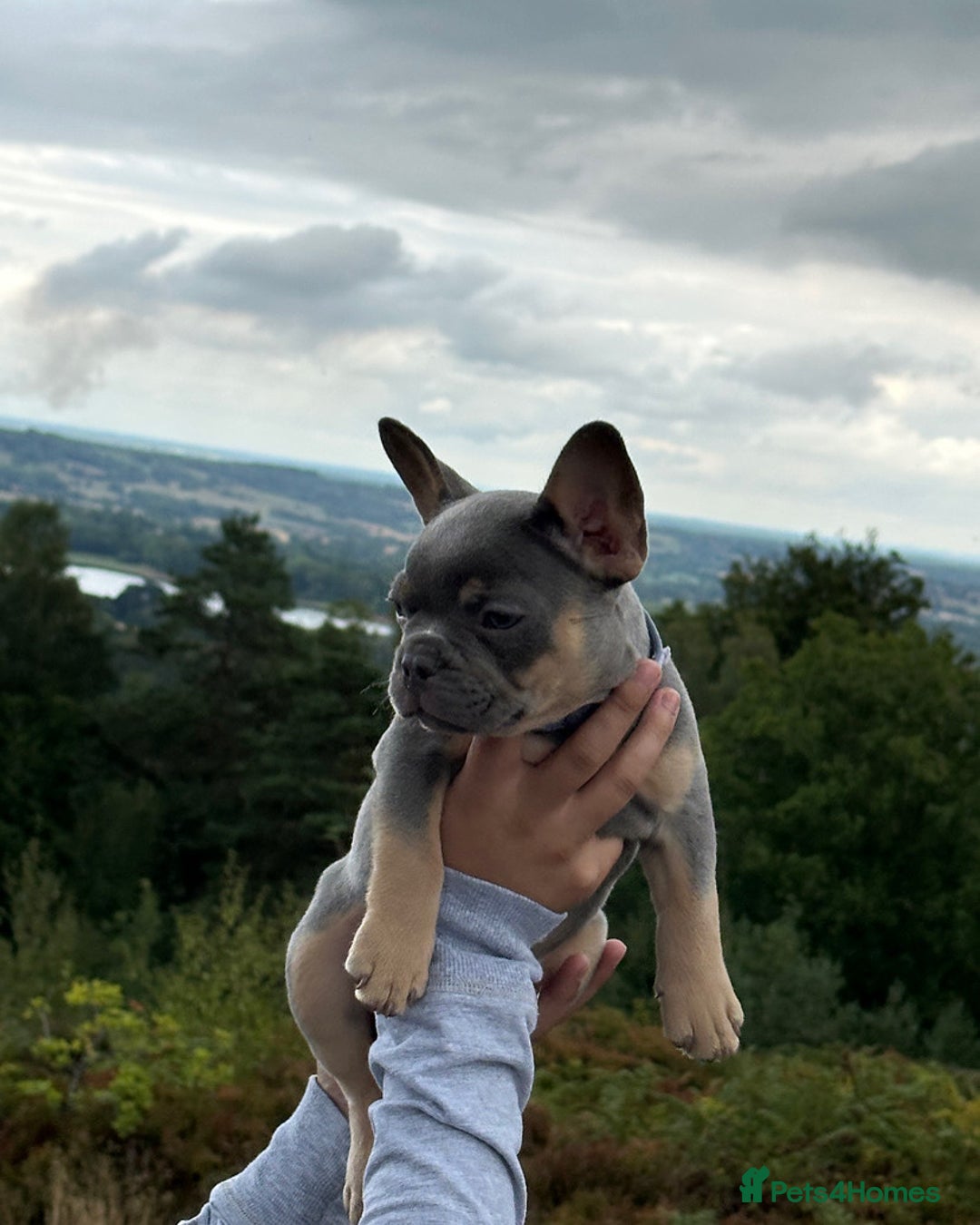 French Bulldogs Lilac Platinum English Bulldog Lilac/tan French