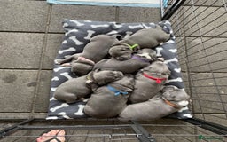 Staffordshire Bull Terrier dogs for sale: Top quality blueish staffs pups for sale - Image 4