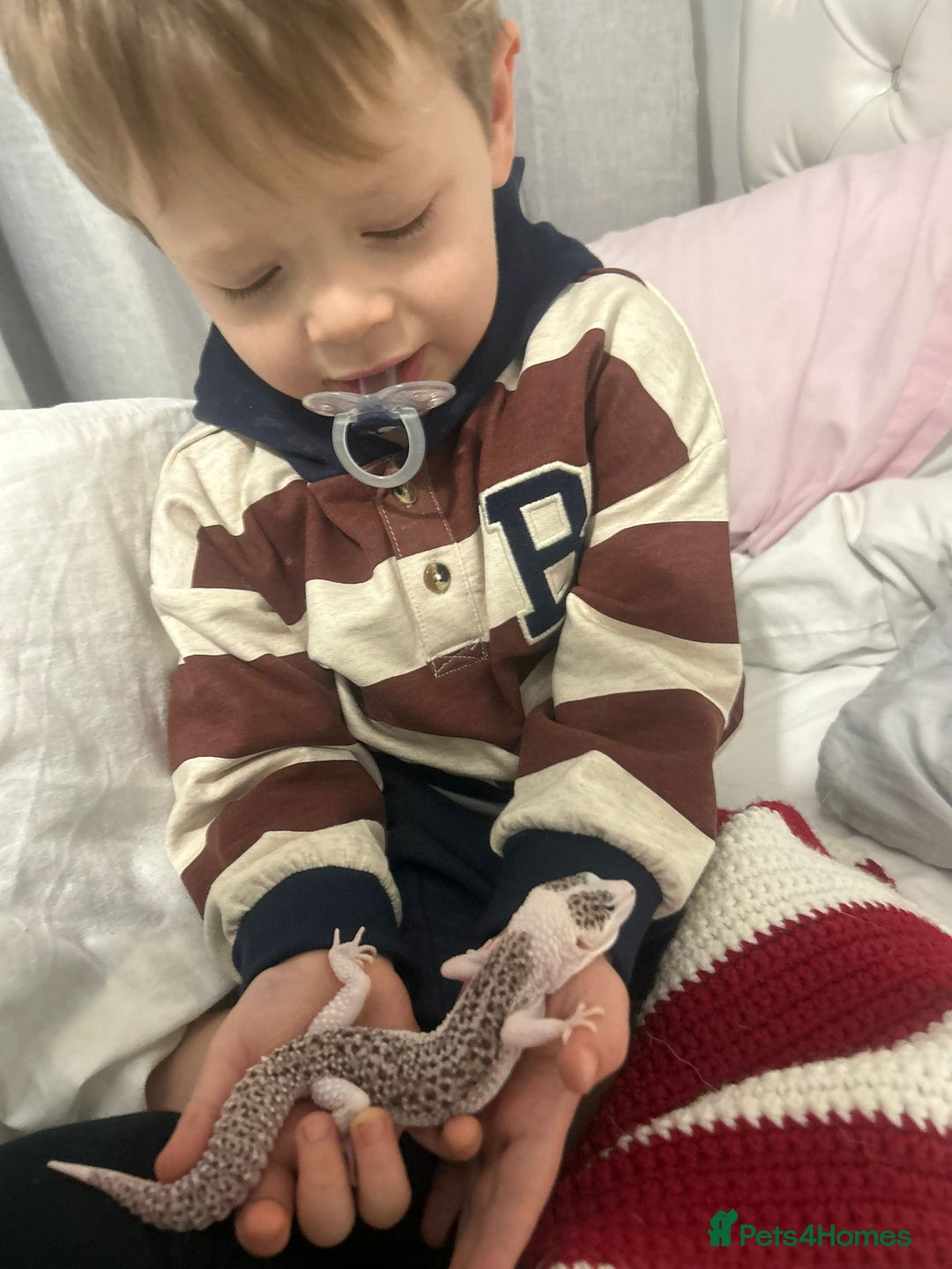 Leopard Gecko reptiles for sale: Leopard gecko  - Advert 1