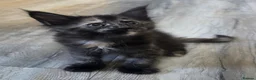 Maine Coon cats for sale: Stunning Maine coon kittens - Advert 5