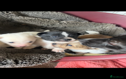Mixed Breed dogs for sale: Jack Russel cross Pomeranian  - Image 10