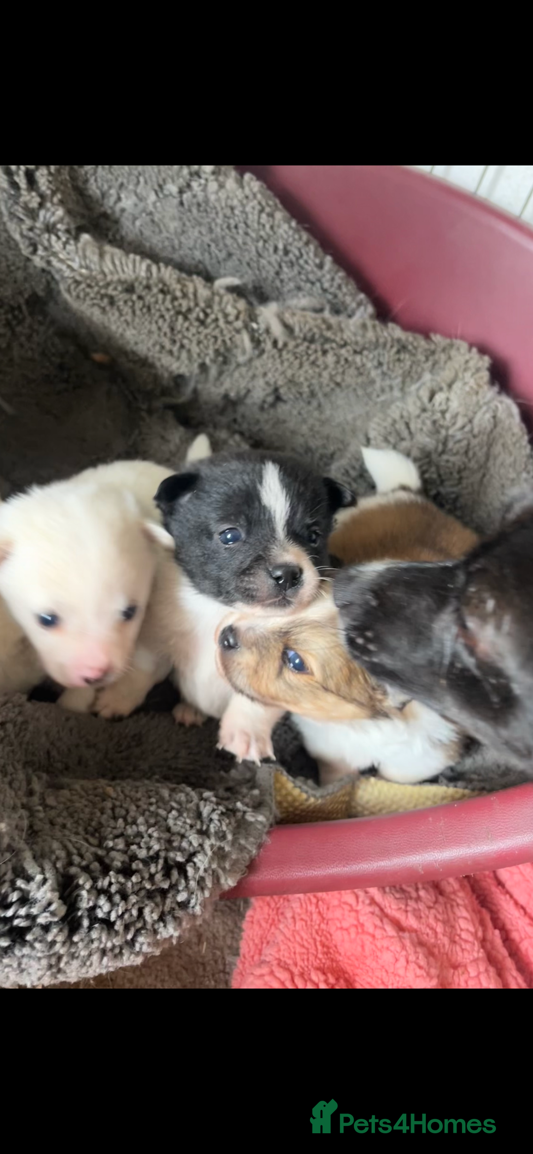 Mixed Breed dogs for sale: Jack Russel cross Pomeranian  - Image 10