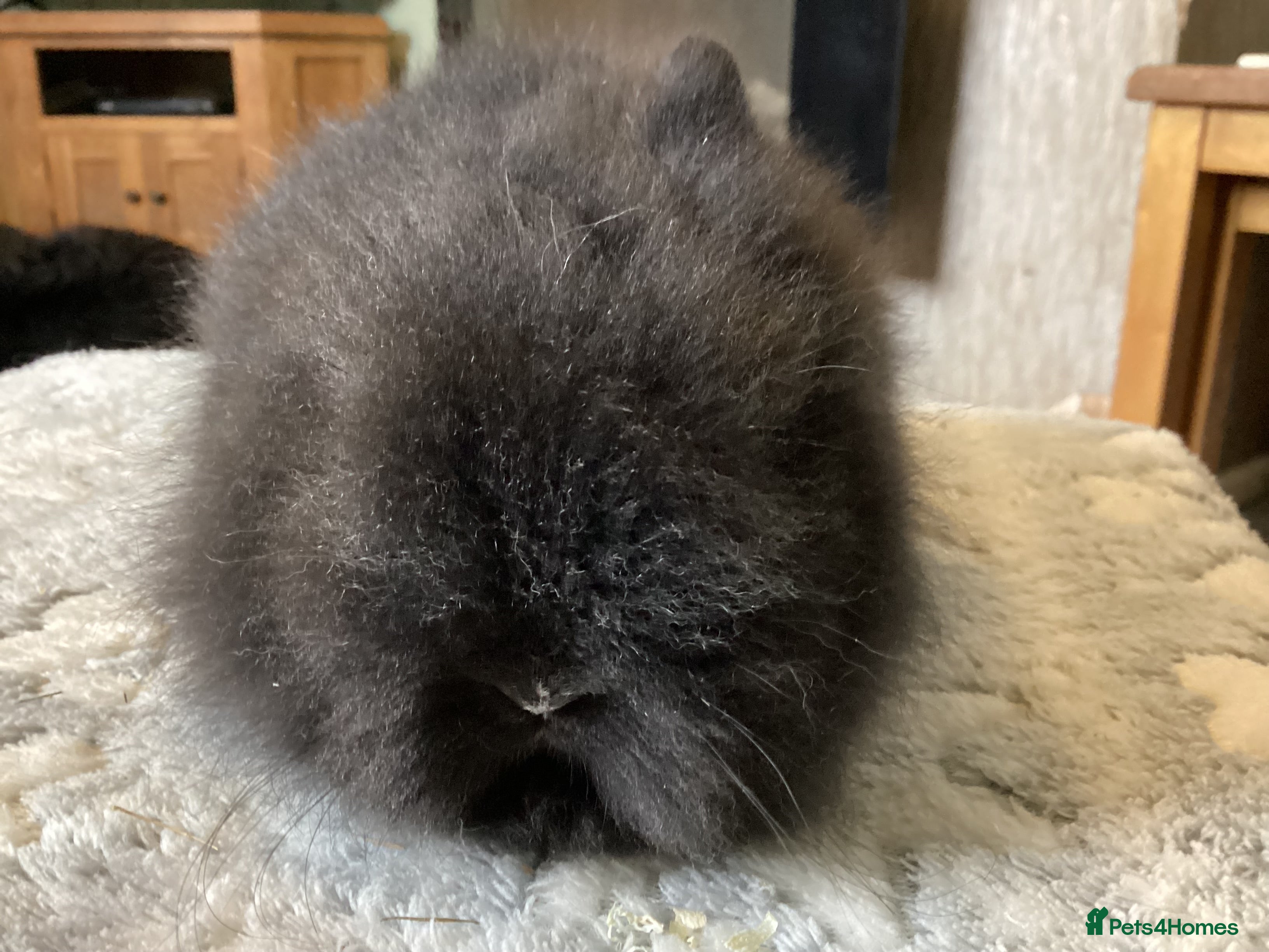 Mini Lion Lop rabbits Stunning DM Lionhead baby rabbit - Advert 7