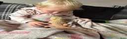 Bearded Dragon reptiles for sale: Young very tame bearded dragon - Advert 2