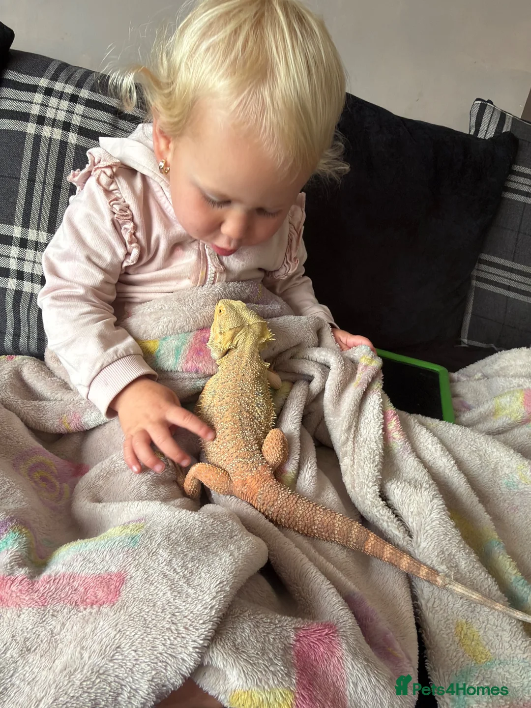 Bearded Dragon reptiles for sale: Young very tame bearded dragon - Advert 2
