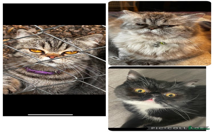Persian cats - Advert 2