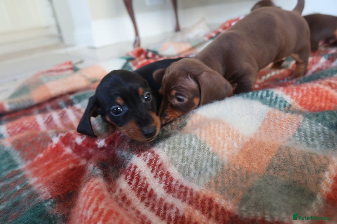 Dachshund dogs for sale: Dachshund puppy’s  - Advert 9