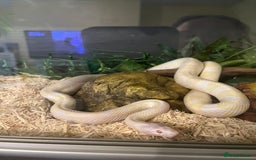 Corn Snake reptiles for sale: Ophelia the corn - Image 4