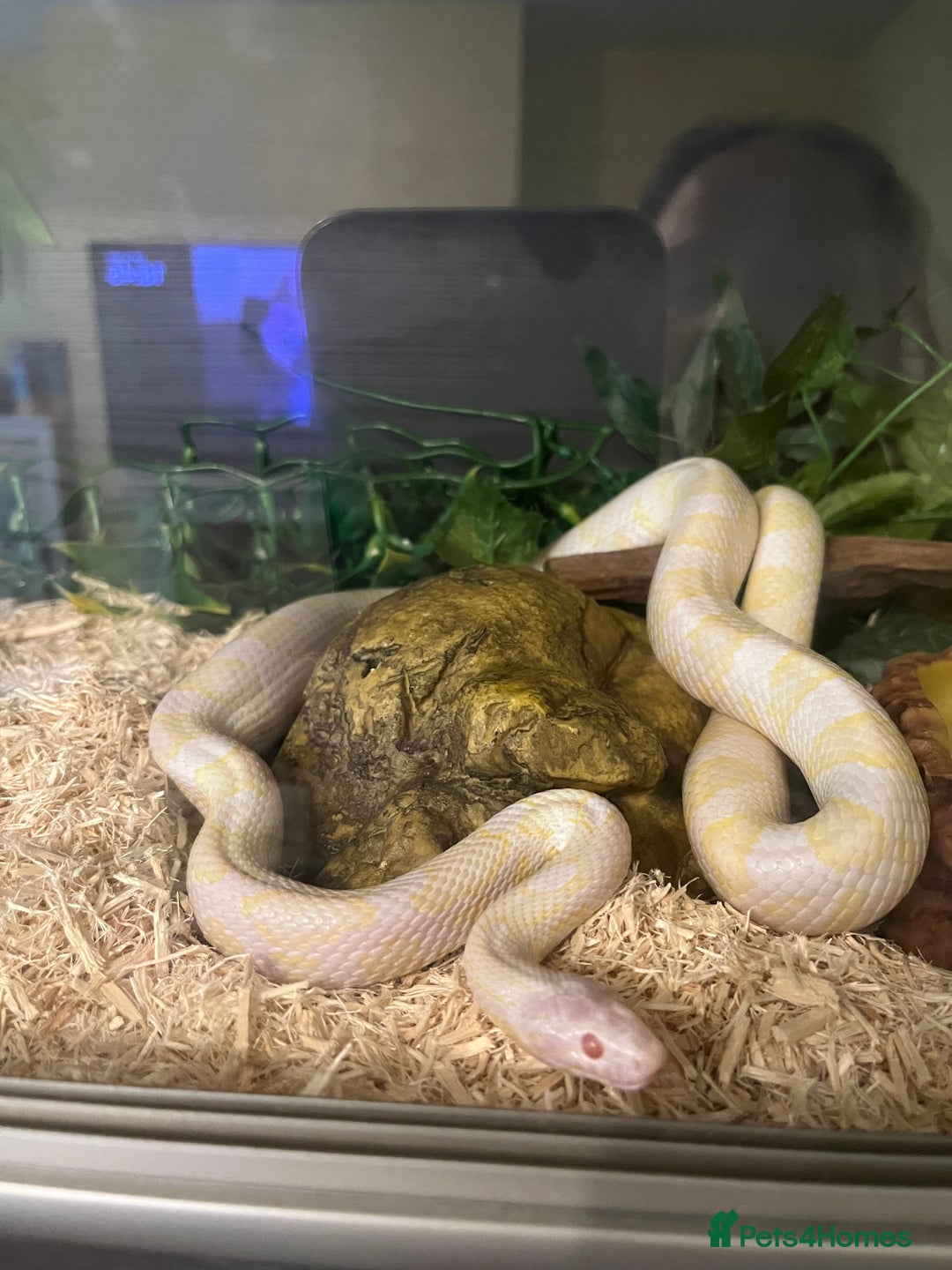 Corn Snake reptiles for sale: Ophelia the corn - Image 4