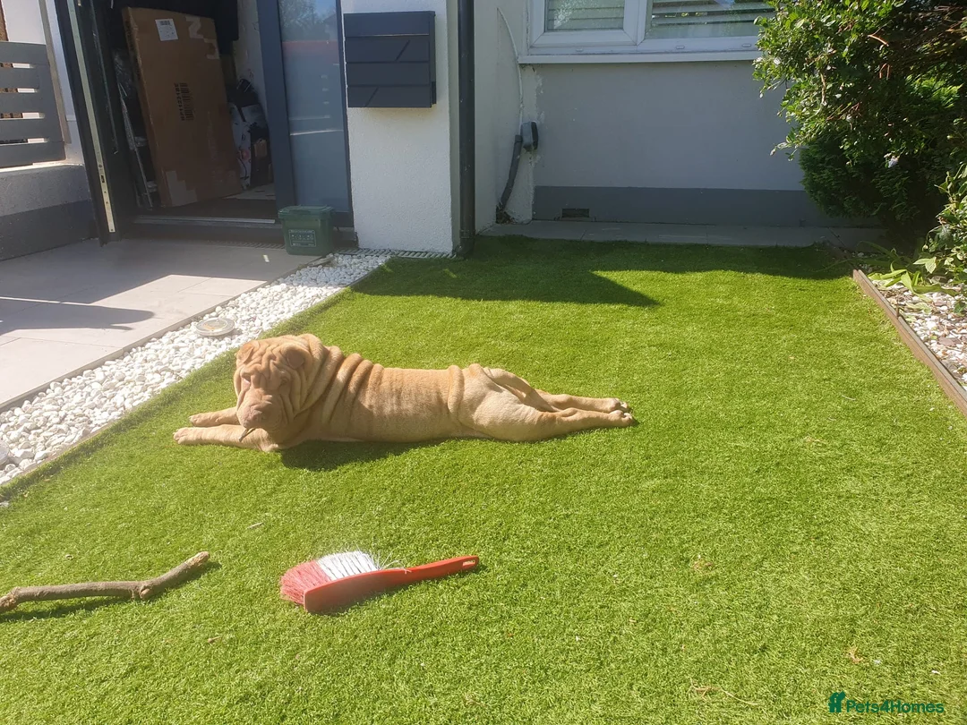 Shar Pei dogs for stud: Gorgeous Pure Shar pei ready for stud!  in Feltham - Advert 9