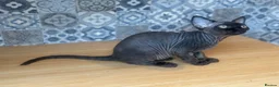 Devon Rex cats for sale: 🤎 Chocolate Devon Rex Boy Umber 🤎 - Advert 7