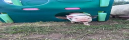 Pig livestock for sale: Mini Pigs  - Advert 3
