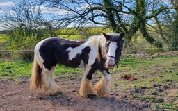 Other Breed horses for sale: Ride/Drive Gypsy cob - Image 1